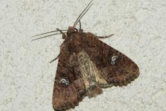 Hiéroglyphe ou Noctuelle didyme, papillon, juillet 2026