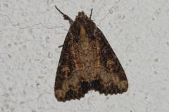 Hiéroglyphe ou Noctuelle didyme, papillon, juin 2025