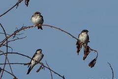 Hirondelle de fenêtre,  jeunes, Drôme, septembre 2025