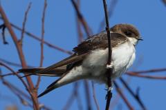 Hirondelle de fenêtre,  jeune, Drôme, septembre 2025