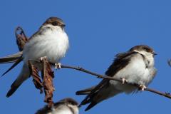 Hirondelle de fenêtre,  jeunes, Drôme, septembre 2025