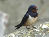 Hirondelle rustique
