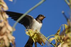 Hirondelle rustique, jeune, Drôme, octobre 2025