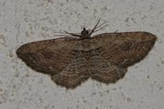 Horisme élégant , papillon, Drôme, août 2025