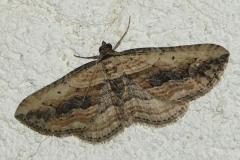 Horisme rayé, papillon, Drôme, juillet 2026
