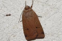 Hulotte, papillon, Drôme, juin 2025