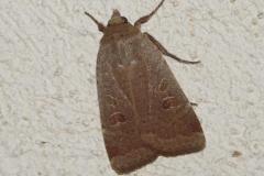 Hulotte, papillon, Drôme, juin 2025