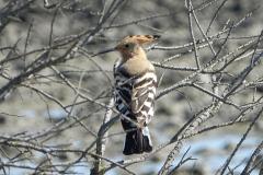 Huppe fasciée, Camargue, avril 2026
