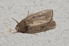 Hydrille domestique, papillon, Drôme, juin 2025