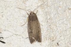 Hydrille domestique, papillon, Drôme, juin 2025