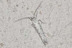 Hyponomeute du cerisier, papillon, Drôme, juillet 2025