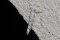 Hyponomeute du cerisier, papillon, Drôme, août 2025