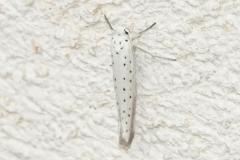 Hyponomeute du cerisier, papillon, Drôme, juillet 2025