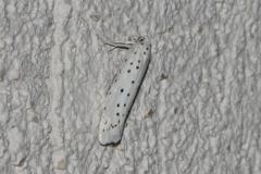 Hyponomeute du cerisier, papillon, Drôme, août 2025