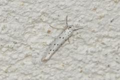 Hyponomeute du cerisier, papillon, Drôme, juillet 2025