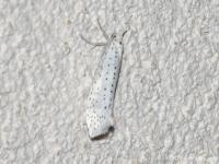 Hyponomeute du Putiet