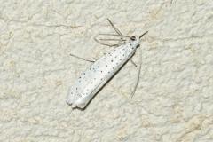 Hyponomeute du Putiet, papillon, Drôme, juillet 2026