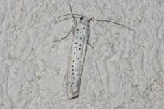 Hyponomeute du Putiet, papillon, Drôme, juin 2026