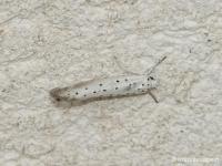 Hyponomeute du Saule