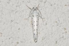 Hyponomeute parente, papillon, Drôme, août 2025