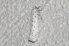 Hyponomeute parente, papillon, Drôme, juin 2025