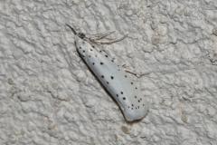 Hyponomeute parente, papillon, Drôme, juin 2025