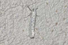 Hyponomeute parente, papillon, Drôme, juin 2025