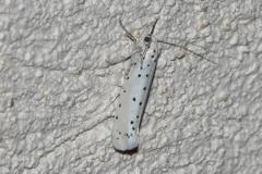 Hyponomeute parente, papillon, Drôme, juin 2025