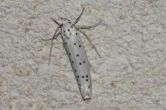 Hyponomeute parente, papillon, Drôme, juin 2026