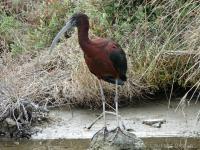 Ibis falcinelle