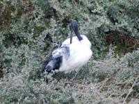 Ibis sacré