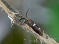 Incurvariidae
