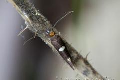 Incurvaria masculella, mâle imago, Drôme, mai 2023