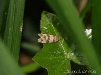 Isotrias des haies