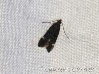 Gelechiidae
