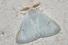 L-noir, papillon, Drôme, juin 2025