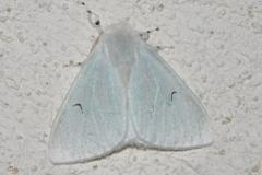 L-noir, papillon, Drôme, août 2025