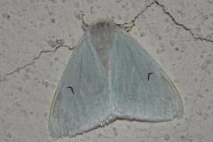 L-noir, papillon, Drôme, juin 2025