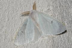 L-noir, papillon, Drôme, juin 2025