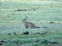 Lapin de garenne