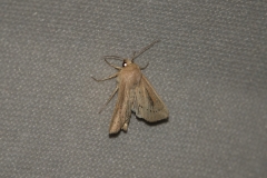 Leucanie obsolète, papillon, Drôme, août 2025