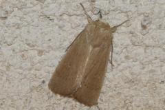 Leucanie Sicilienne,  papillon, Drôme, juillet 2025