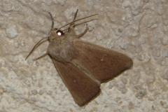 Leucanie Sicilienne,  papillon, Drôme, juin 2025