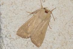 Leucanie vitelline, papillon, Drôme, août 2025