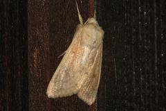 Leucanie vitelline, papillon, Drôme, juin 2026