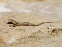 Lézard des murailles