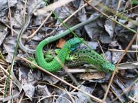 Lézard à deux raies