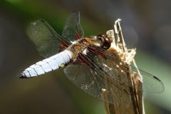 Libellule déprimée, Mâle, Drôme,  juin 2025