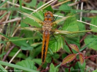 Libellule fauve
