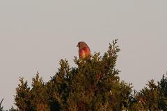 Linotte mélodieuse, mâle, Camargue, avril 2026